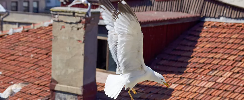 Residential Chimney Animal Removal Solution in Cedar Hill, TX