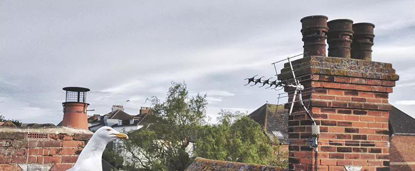 Chimney Cleaning And Restoration in Cedar Hill, Texas